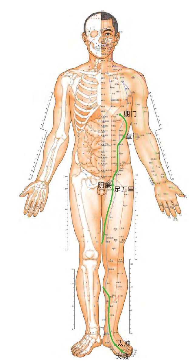 足厥阴肝经
