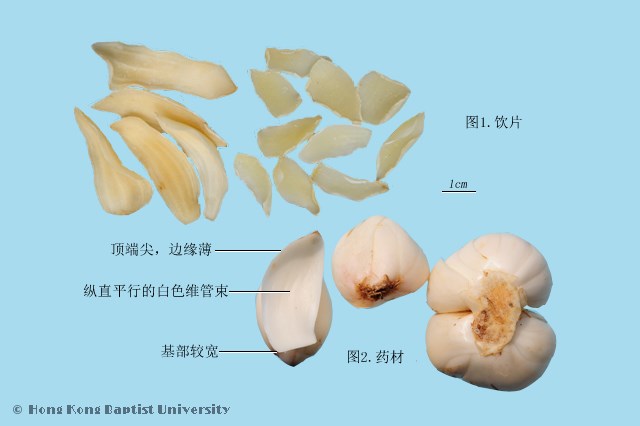 百合