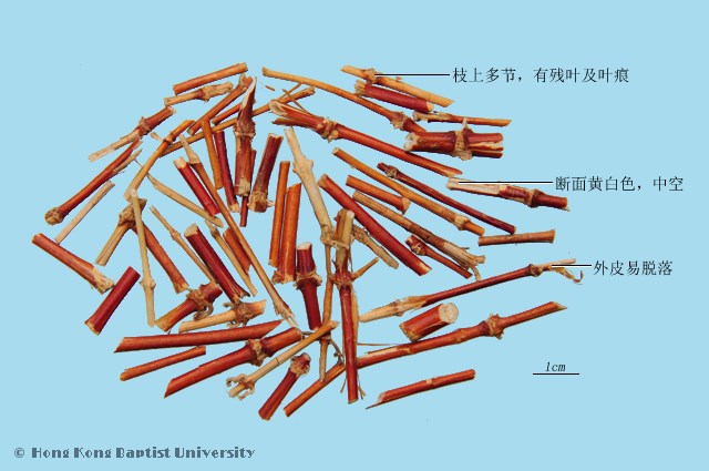 忍冬藤