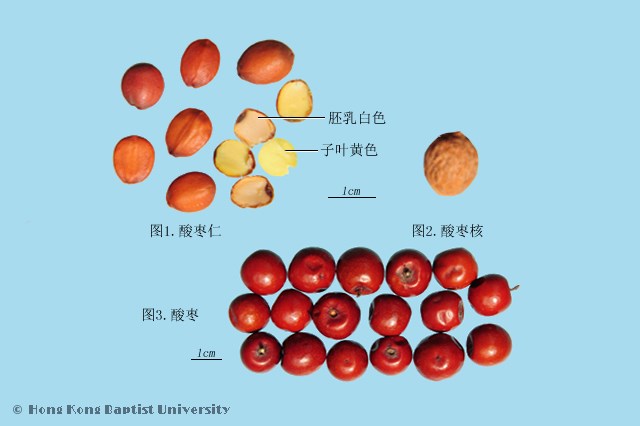 酸枣仁